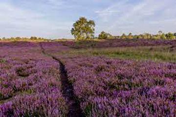 Everything there is to know about the Netherlands