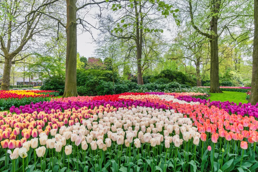 lisse netherlands