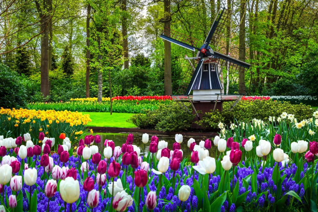 lisse netherlands