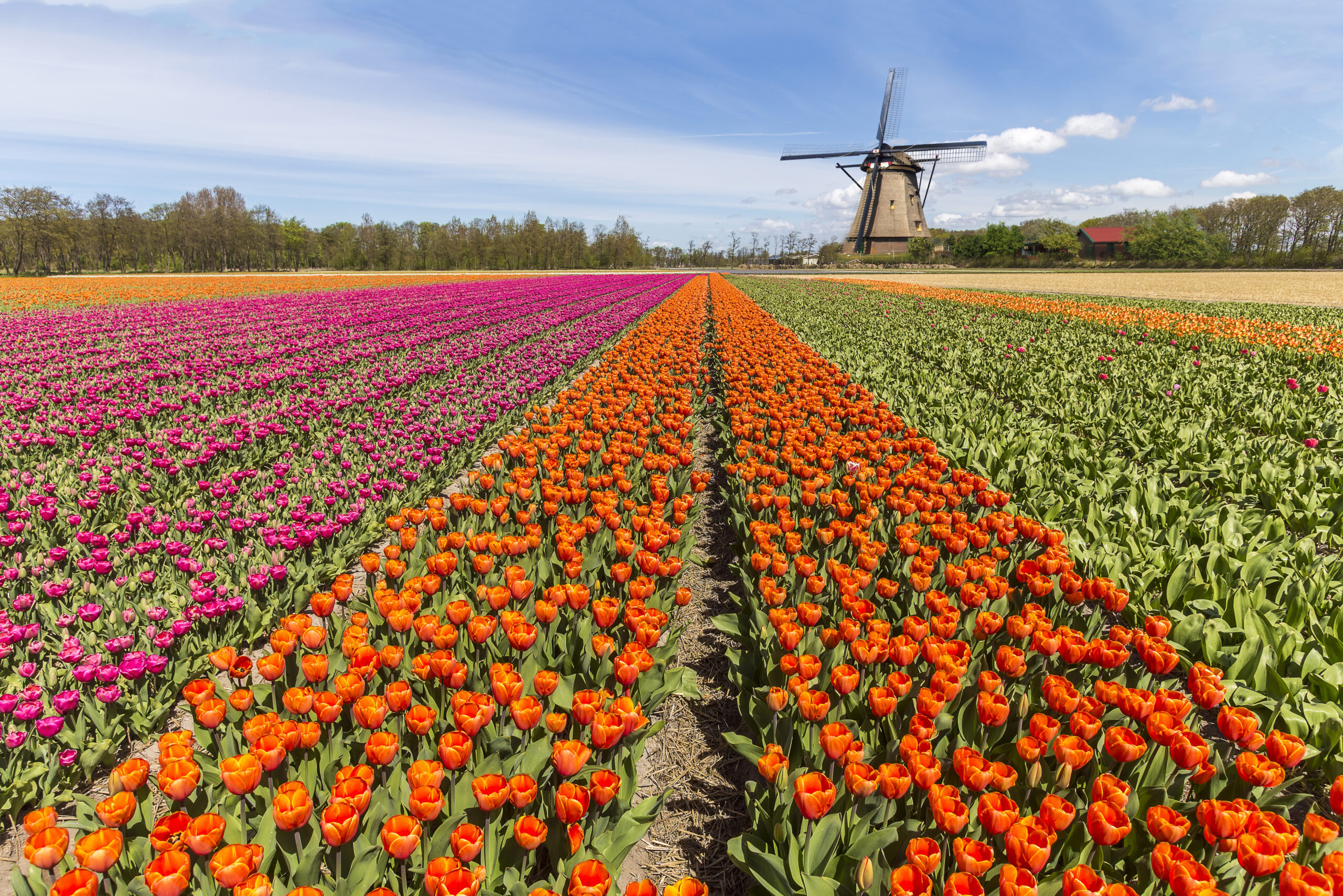 Best Tulip Tours In Amsterdam 2024