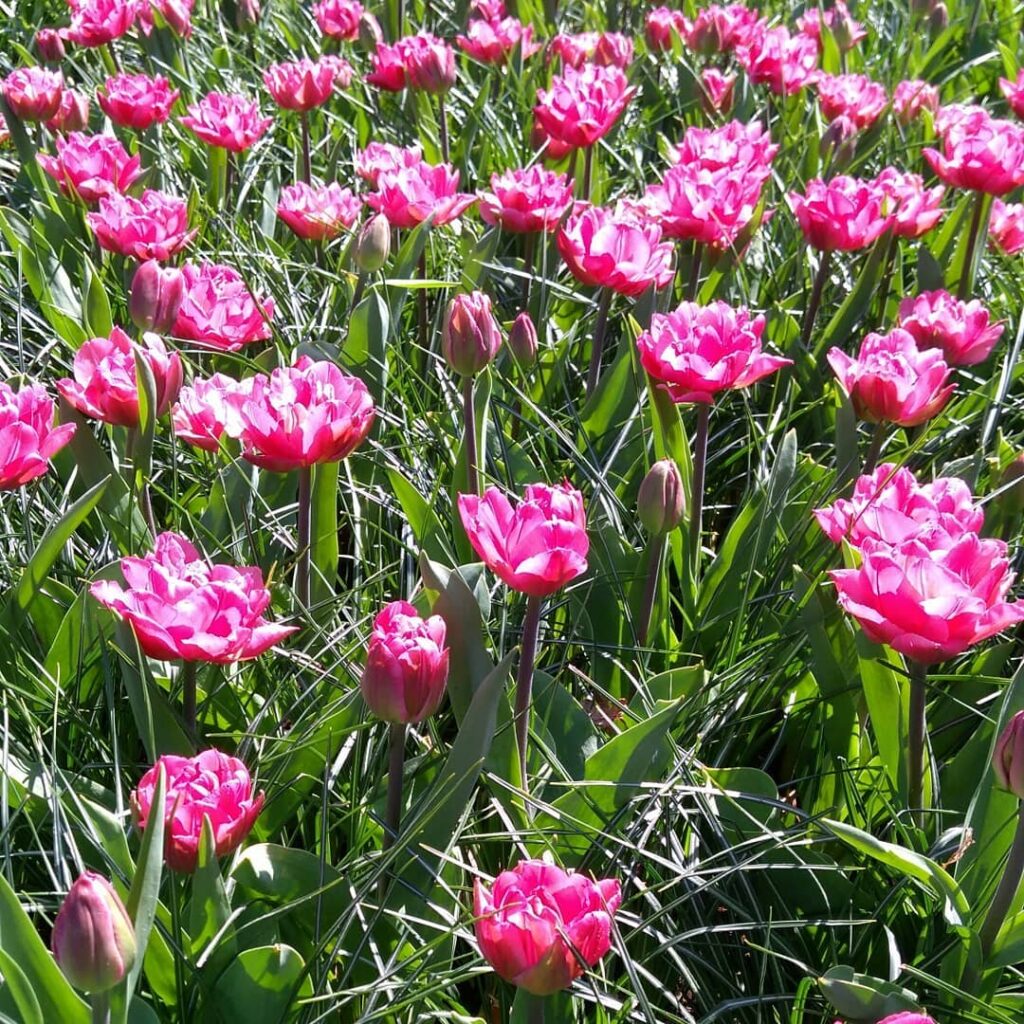 Keukenhof Tulip Park