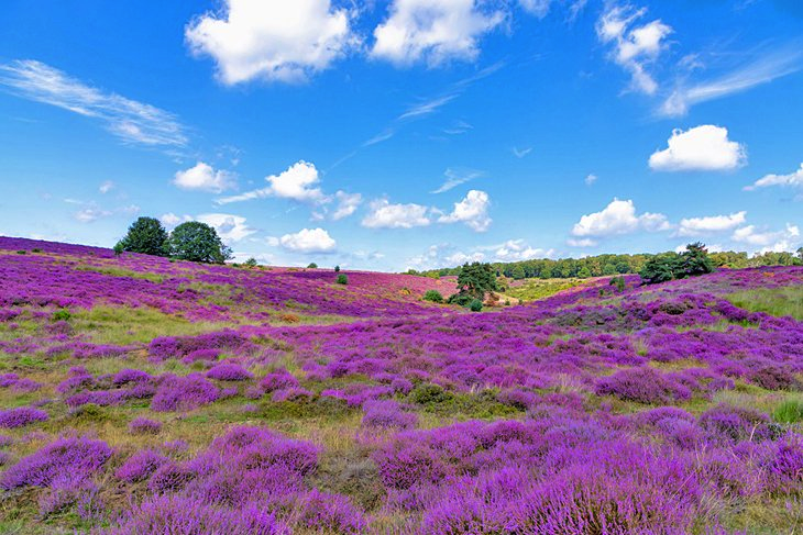 nationaal park veluwezoom