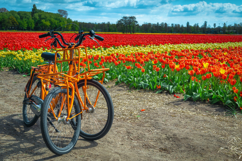 bike tour amsterdam
