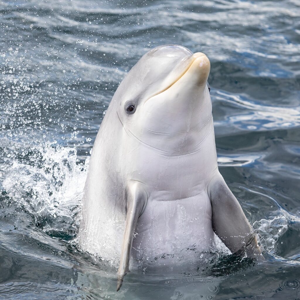 Dolfinarium (Harderwijk):