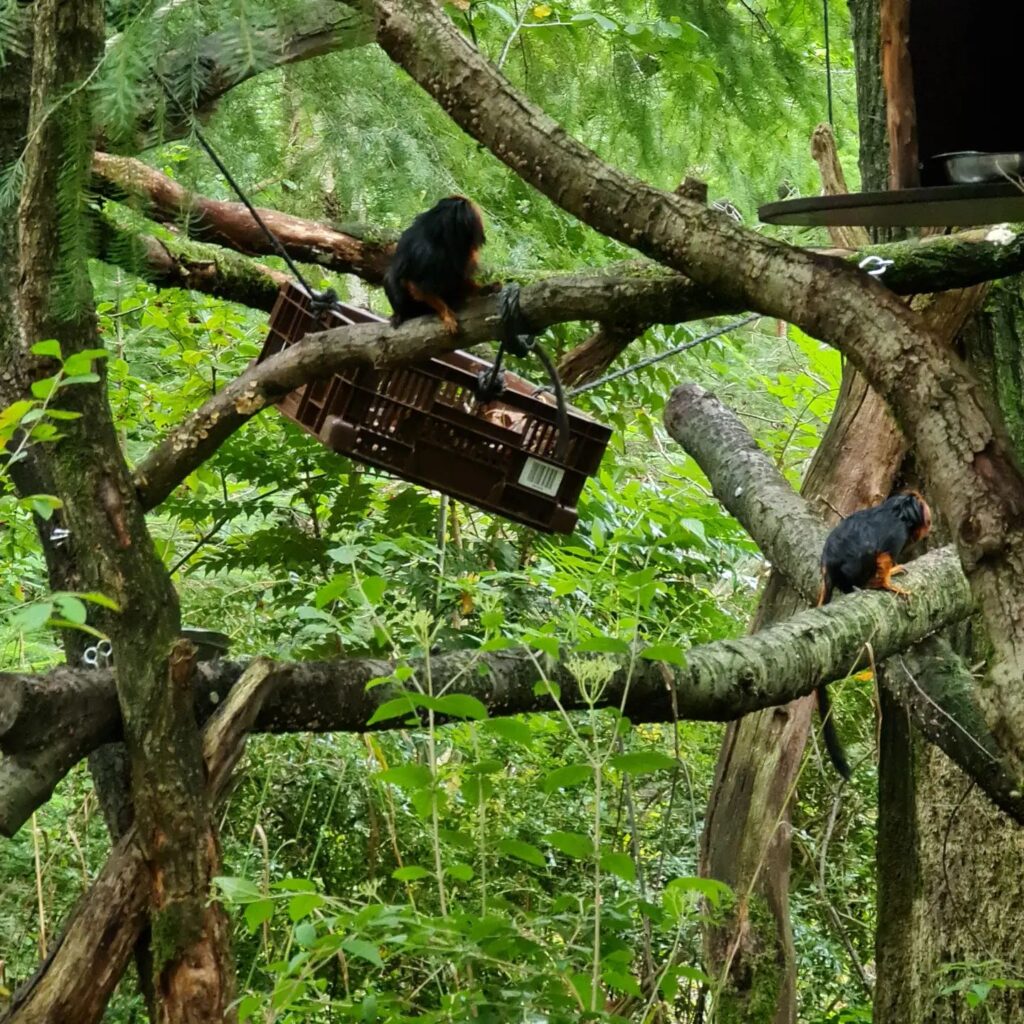 Apenheul Primate Park, (Apeldoorn)