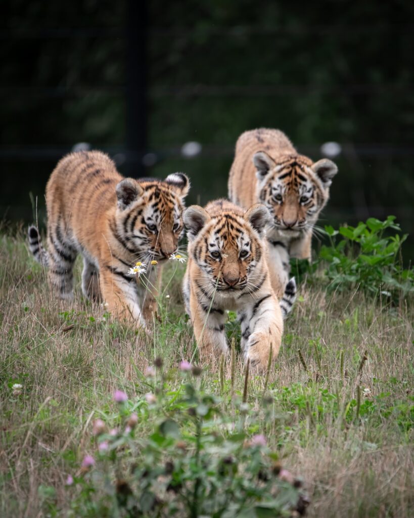 Aqua Zoo (Leeuwarden):