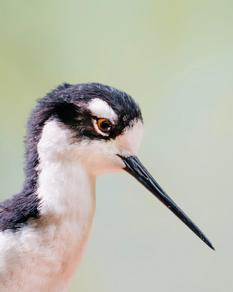 Avifauna Bird Park, (Alphen aan den Rijn)