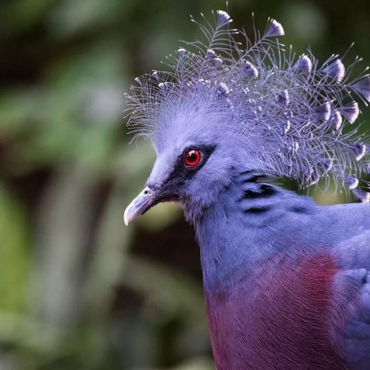 Burgers' Zoo, (Arnhem)