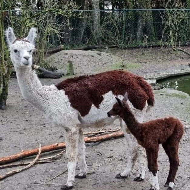 Faunapark Flakkee, (Sommelsdijk)