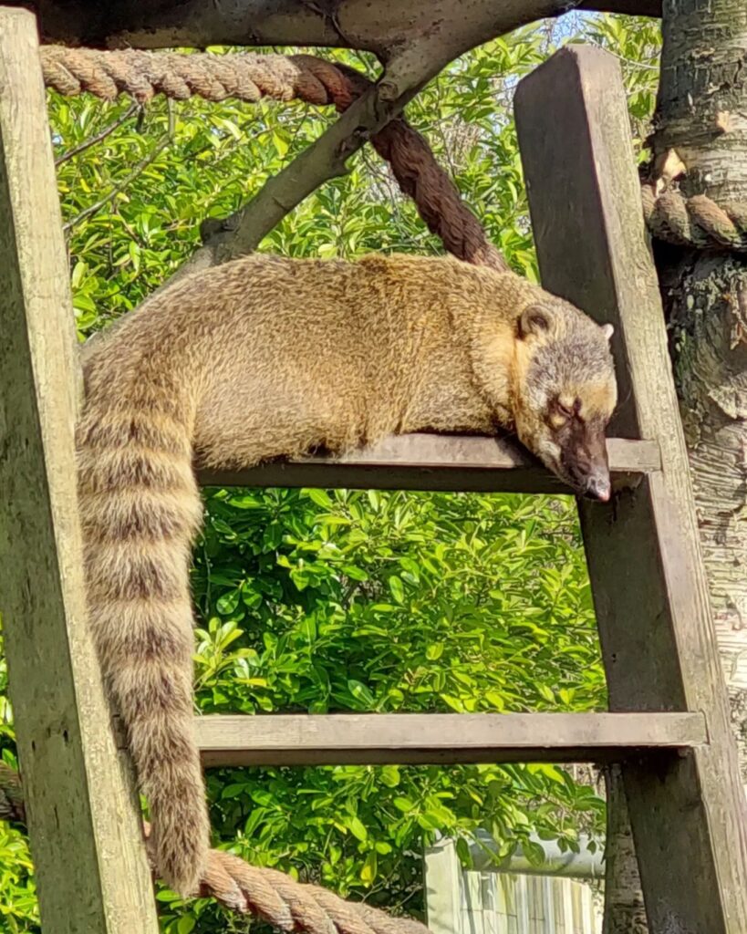 Faunapark Flakkee, (Sommelsdijk)