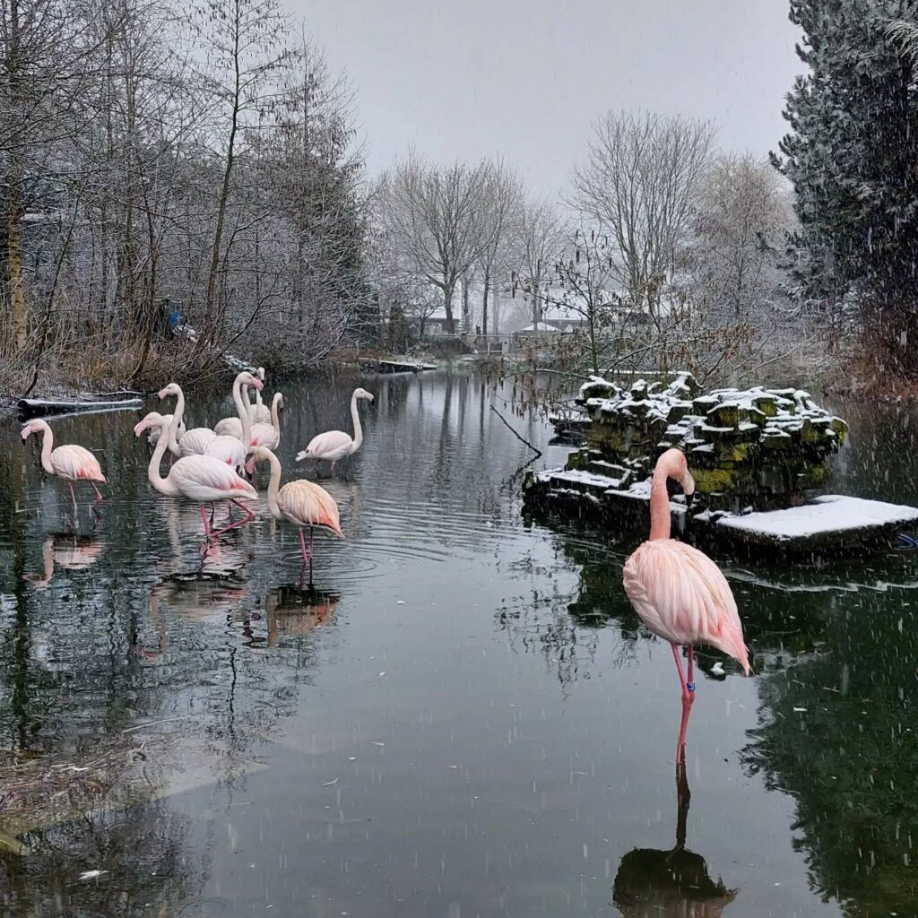 Faunapark Flakkee, (Sommelsdijk)