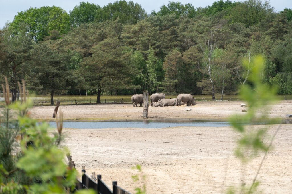 Safaripark Beekse Bergen, (Hilvarenbeek)