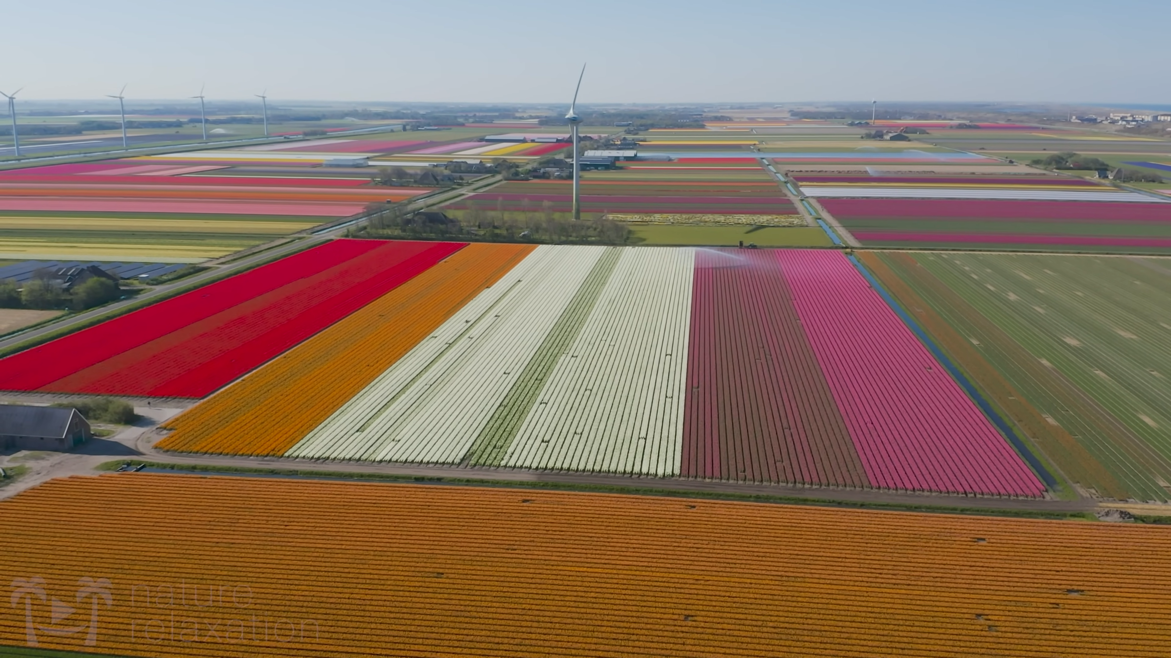 beautiful tulips