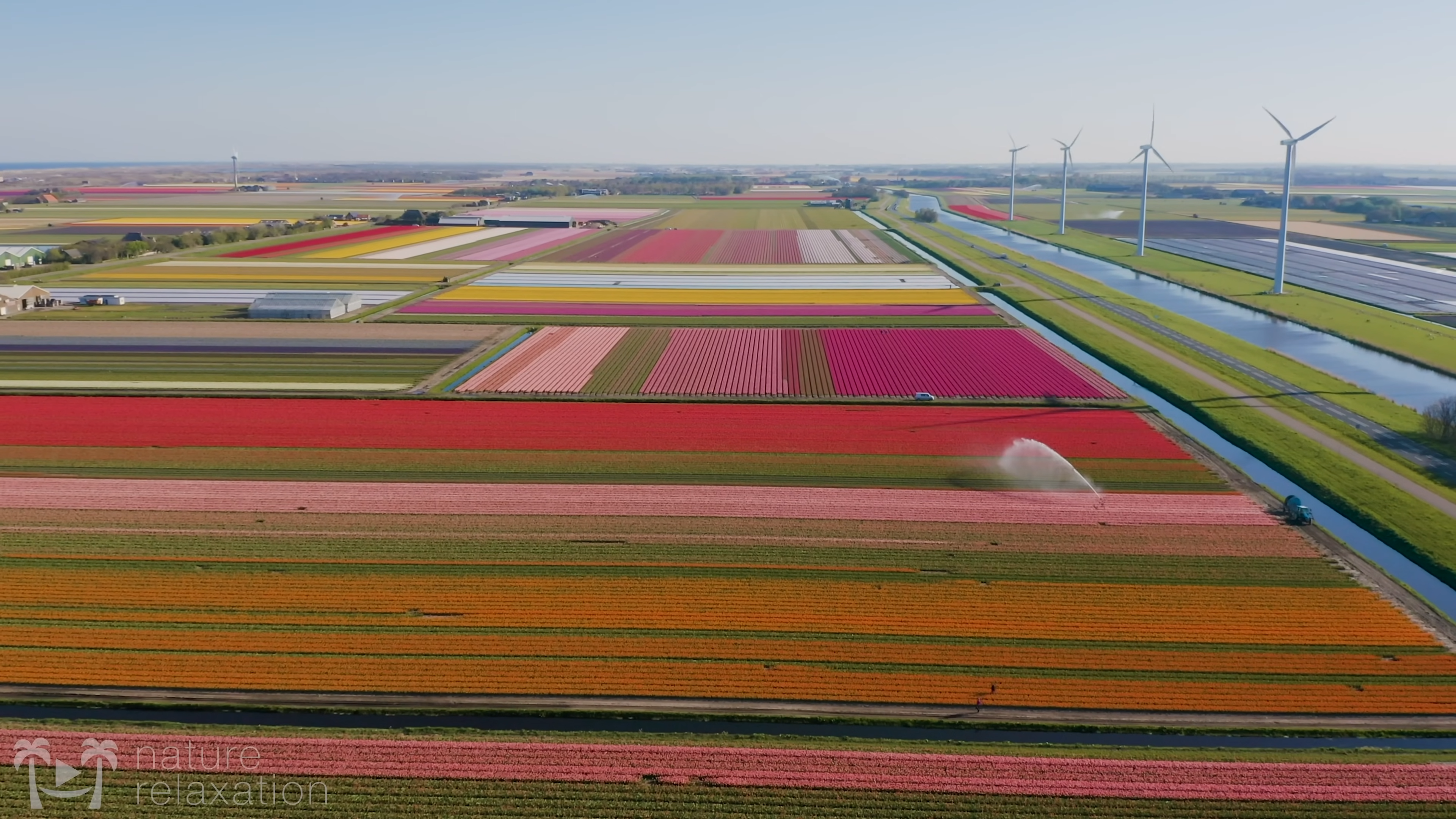 netherlands tulip fields