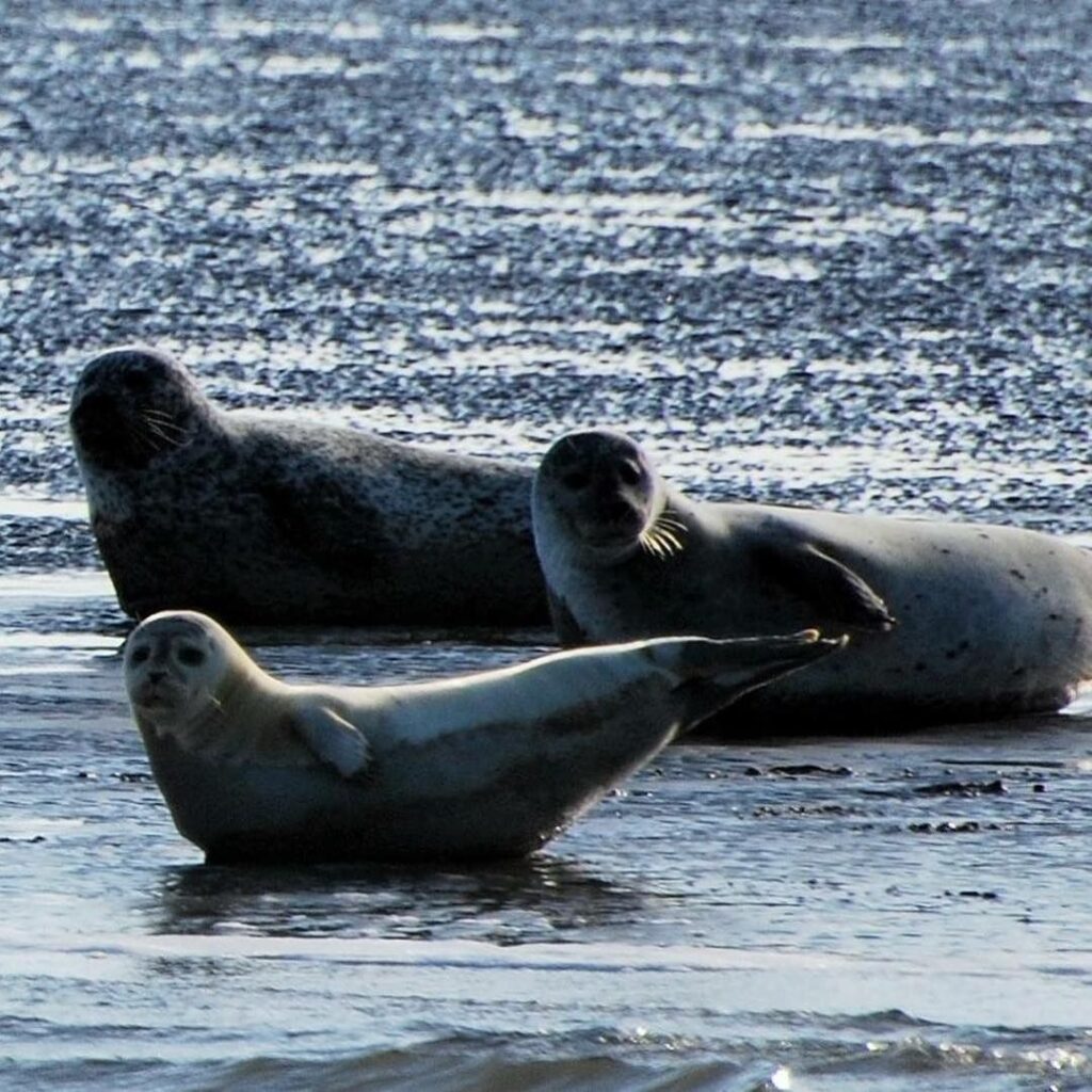 seal safari netherland