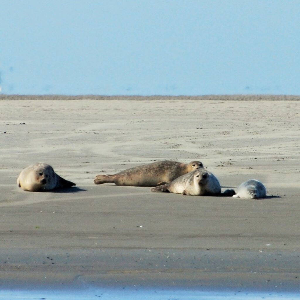 seal safari netherland