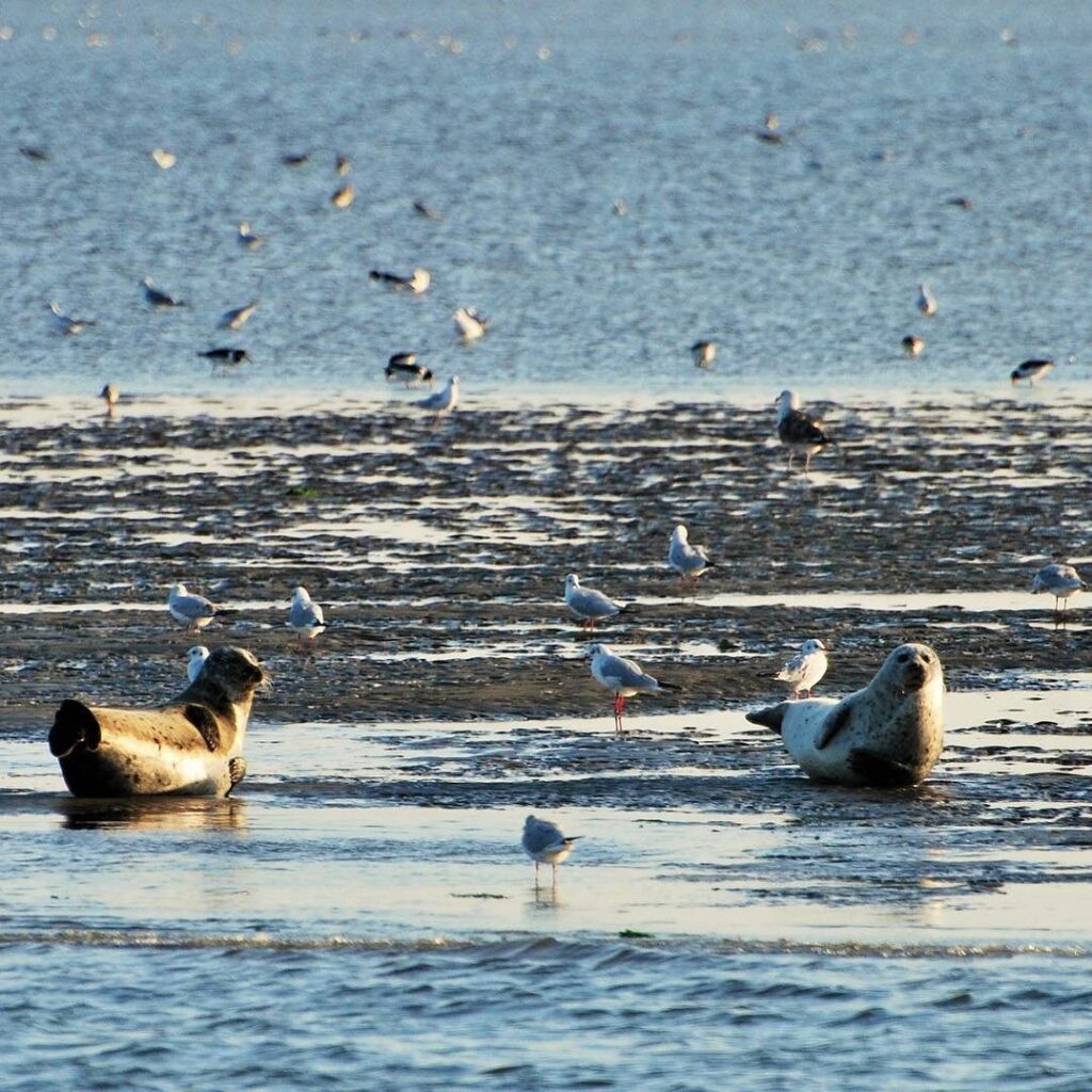 seal safari netherland